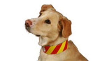 red and yellow striped "dangerous dog" collar