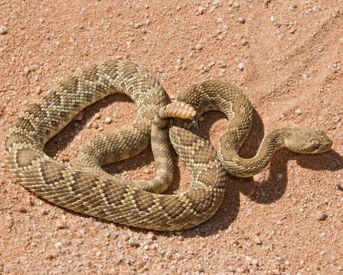 mojave rattlesnake