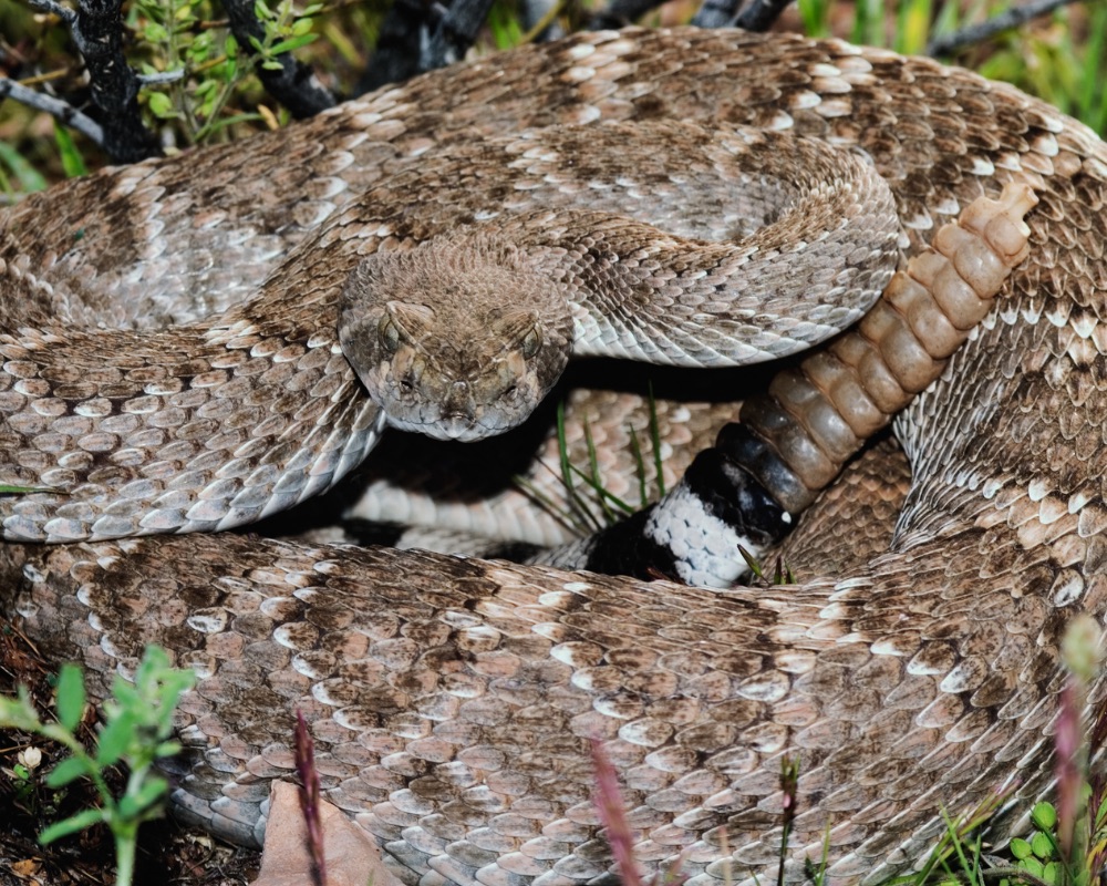 A Guide to Identify Venomous Snakes in North America | ACES