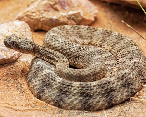 tiger rattlesnake