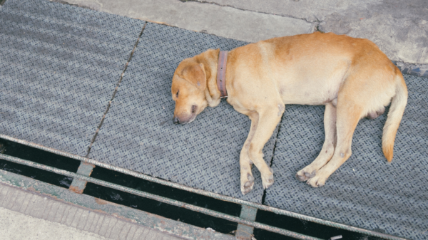 tranquilizer gun for dogs