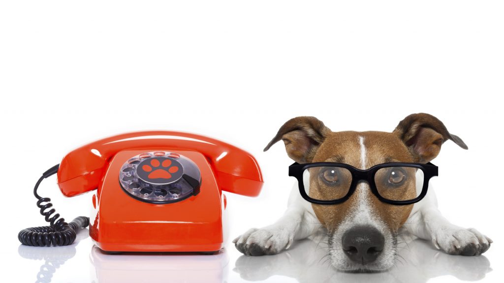 dog wearing glasses beside phone