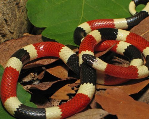 arizona coral snake