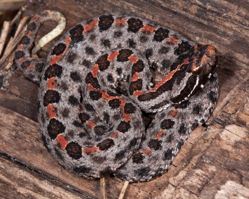 carolina pygmy rattlesnake