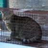 cat inside a tru catch small animal trap