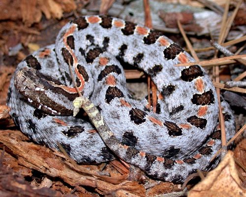 eastern pygmy rattlesnake