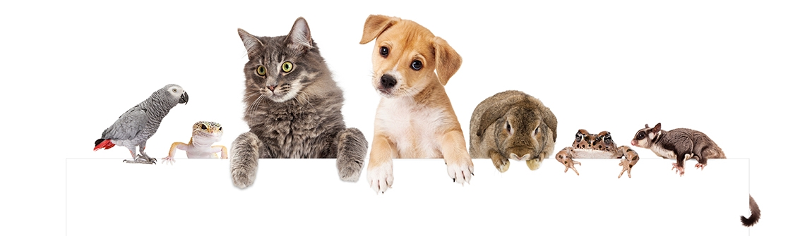 Banner featuring a lineup of common household pets, including a dog, cat, rabbit, bird and gecko.