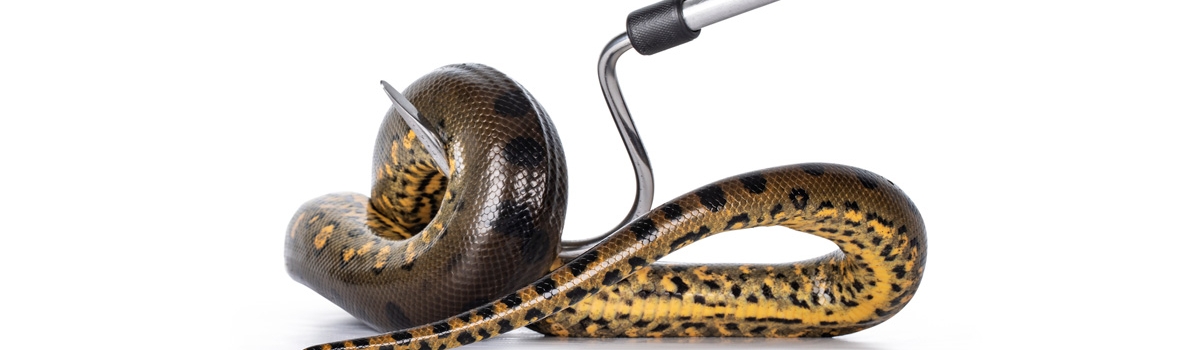 Banner featuring a snake on a hook.
