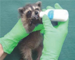 animal care orphan gloves