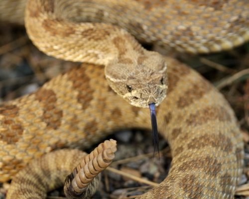 panamint rattlesnake