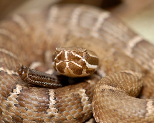 ridge nosed rattlesnake