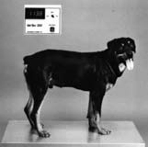 vet scale with dog on top